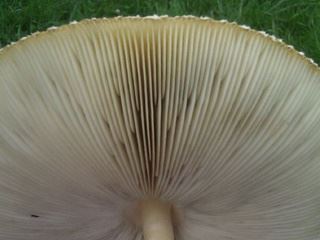 greensporedchlorophyllum2.jpg