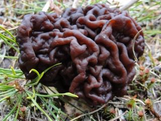 gyromitra1.jpg