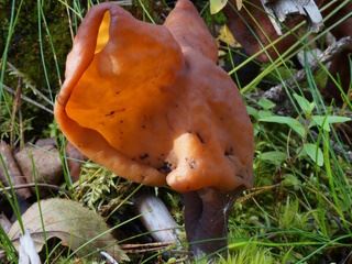 gyromitra2.jpg