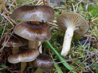 hygrophorus1.jpg