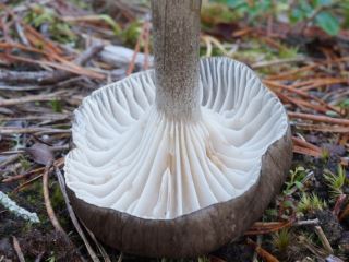 hygrophorus2.jpg