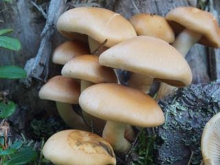 hypholoma1.jpg