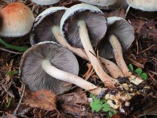 hypholoma2.jpg