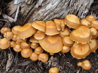 kuehneromyces1.jpg