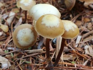 kuehneromyces2.jpg