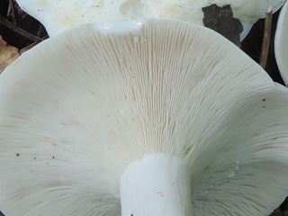 lactarius2.jpg