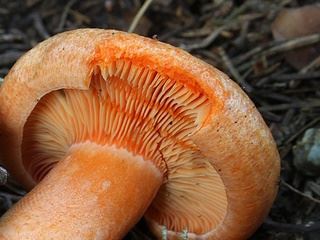 lactarius3.jpg