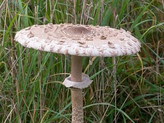 lepiota1.jpg