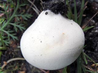 lycoperdon1.jpg