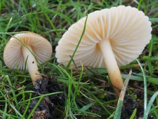 marasmius1.jpg