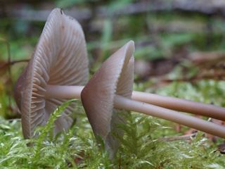 mycena2.jpg