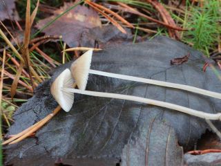 mycena3.jpg