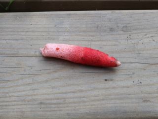 phallaceae2.JPG