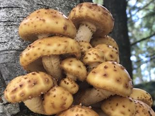 pholiota1.jpg