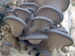 pleurotus1.jpg