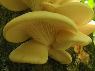 pleurotus2.jpg