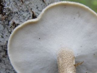 polypores1.jpg