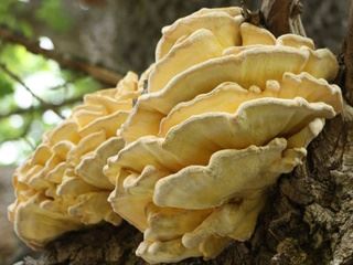 polypores2.jpg