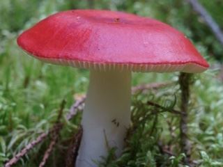 russula1.jpg