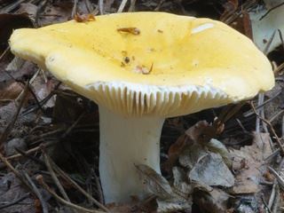 russula2.jpg