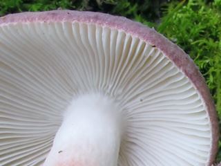 russula3.jpg