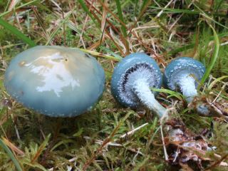 stropharia1.jpg
