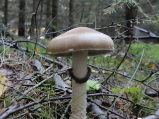 stropharia2.jpg