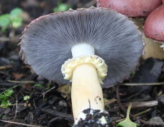 stropharia3.jpg