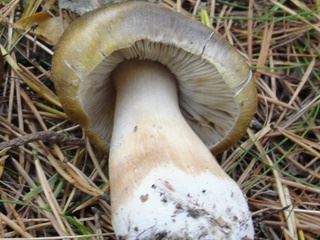 tricholoma1.jpg