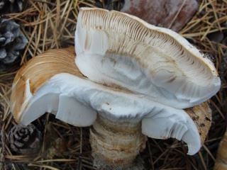 tricholoma2.jpg