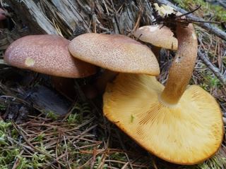 tricholoma3.jpg