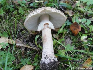  Amanita rubescens