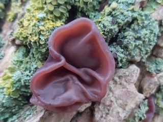 Auricularia auricula-judae