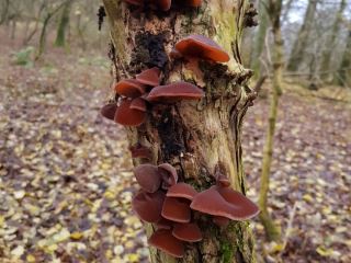 Auricularia auricula-judae