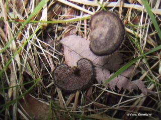 Auriscalpium vulgare