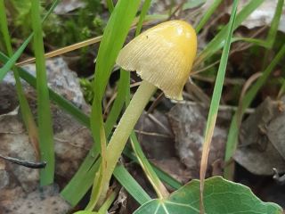 Bolbitius titubans