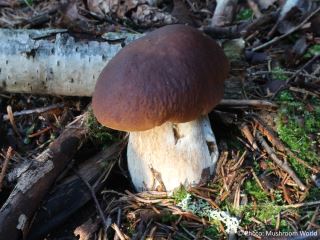 Boletus edulis