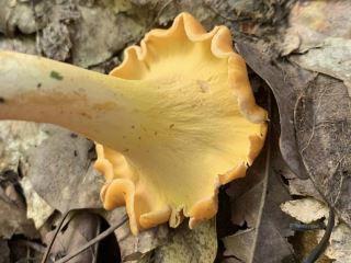 Cantharellus lateritius