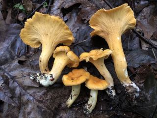 Cantharellus lateritius