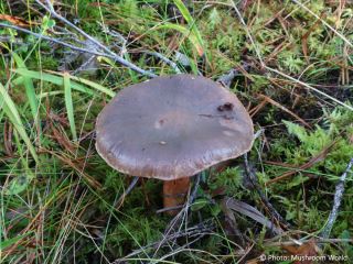 Chroogomphus mediterraneus