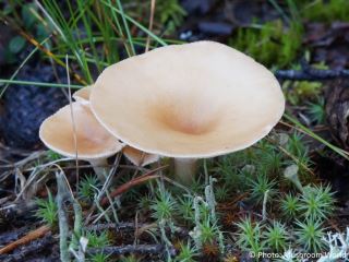  Clitocybe gibba