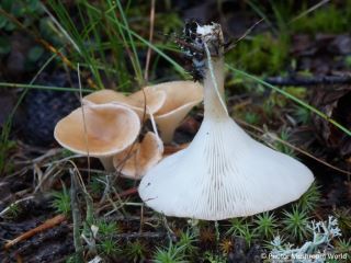  Clitocybe gibba