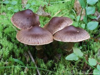 Cortinarius brunneus