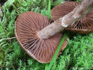 Cortinarius brunneus