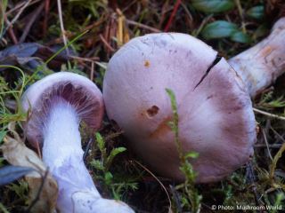Cortinarius camphoratus