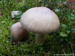 Cortinarius caperatus
