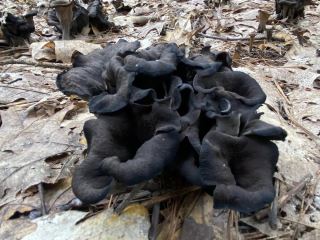 Craterellus cornucopioides