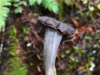 Craterellus cornucopioides