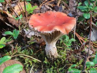 Gomphidius roseus