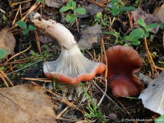 Gomphidius roseus
